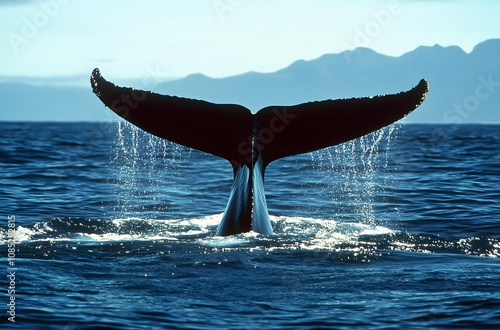 Humpback Whale Tail Silhouette Ocean Background photo