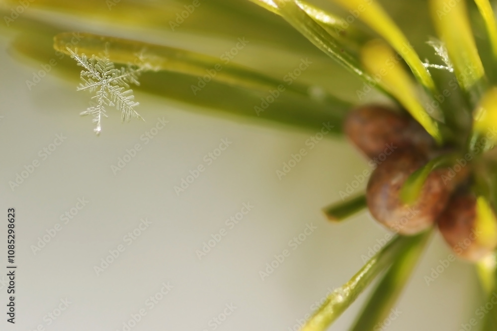 Fototapeta premium Snowflake close up