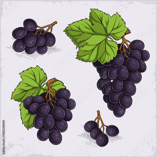 Hand drawn set of tasty concord, kyoho, thomcord blueish deep purple grapes with green leaves on top