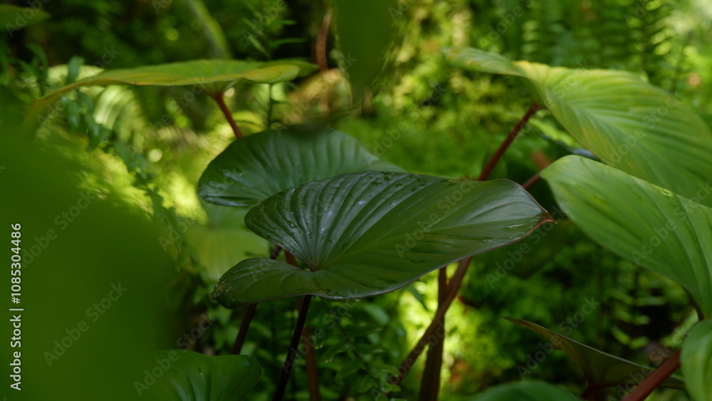 Nature of heart shape leaves growing in the garden, Decoration plant Nature of heart shape leaves growing in the garden, Decoration plant