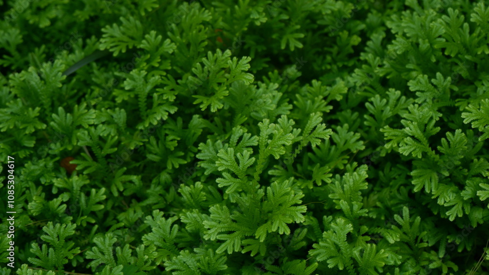Full frame of beauty of fresh greenery leaves , green leaves background Full frame of beauty of fresh greenery leaves , green leaves background