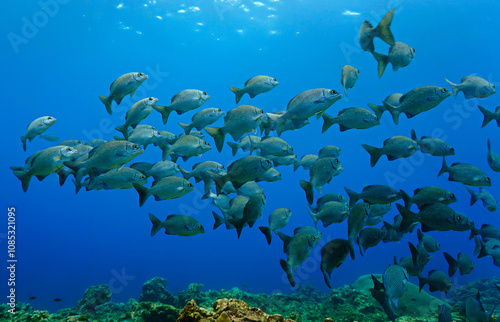 nderwater art - Schools of fish in the blue sea. From a scuba dive. 