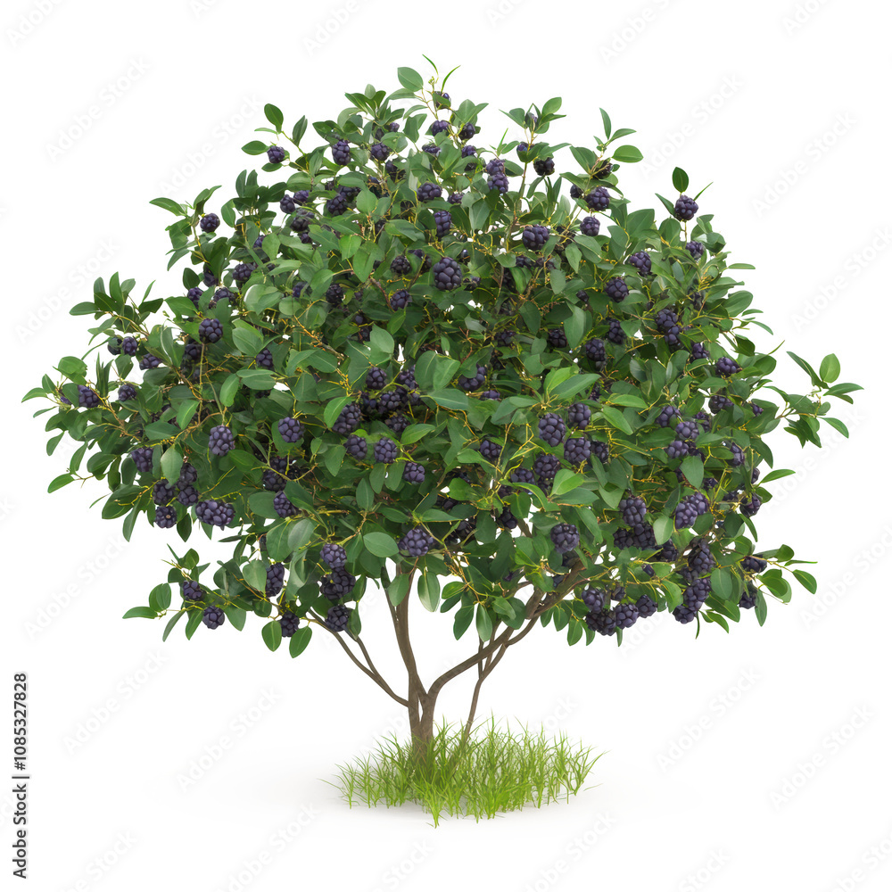 Realistic isolated tree with green leaves and purple berries, ideal for nature-themed designs and illustrations. Realistic isolated tree with green leaves and purple berries, ideal for nature-themed designs and illustrations.
