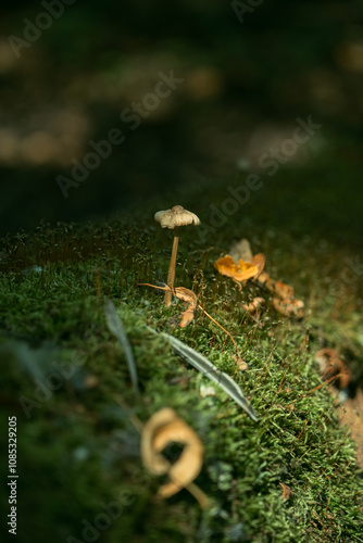 mushroom on the grass