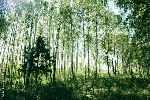 birch grove