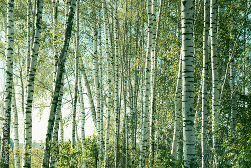 birch grove