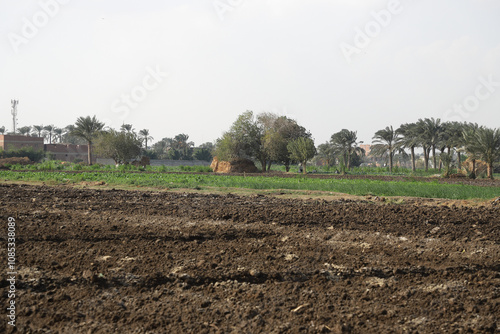 Crops in the fields