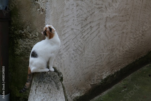 Chat blanc errant photographié dans la rue photo