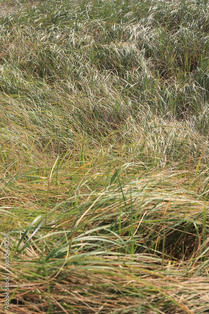 wild grasses growing on the sand dunes wild grasses growing on the sand dunes