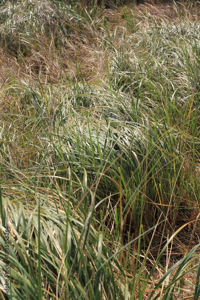 wild grasses growing on the sand dunes wild grasses growing on the sand dunes