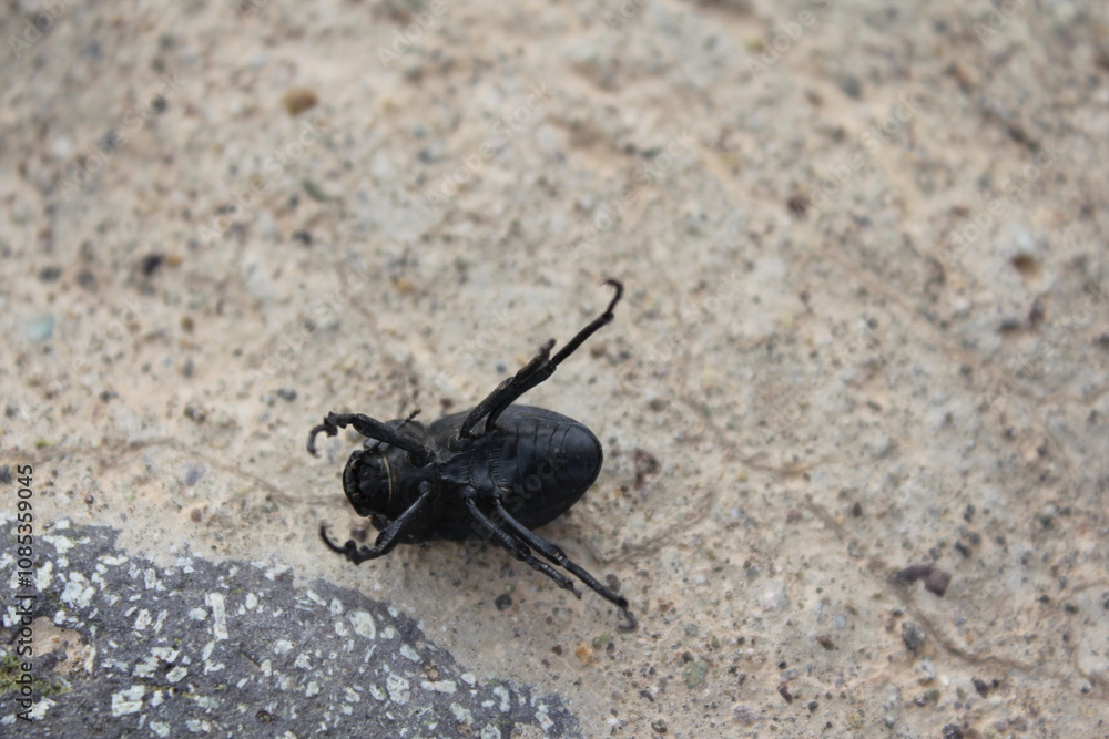 Black insect on rocky surface, highlighting natural textures and the small scale of wildlife. Black insect on rocky surface, highlighting natural textures and the small scale of wildlife.