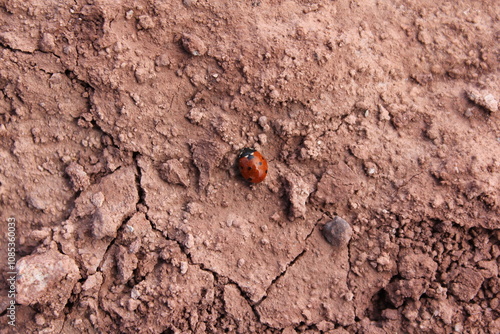 Close-up of desert ground with small rocks and earthy texture, highlighting details of the arid environment.