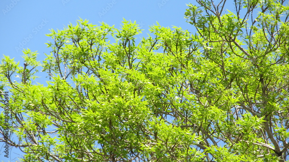 Vibrant green leaves against a blue sky, capturing the freshness and beauty of spring. Vibrant green leaves against a blue sky, capturing the freshness and beauty of spring.
