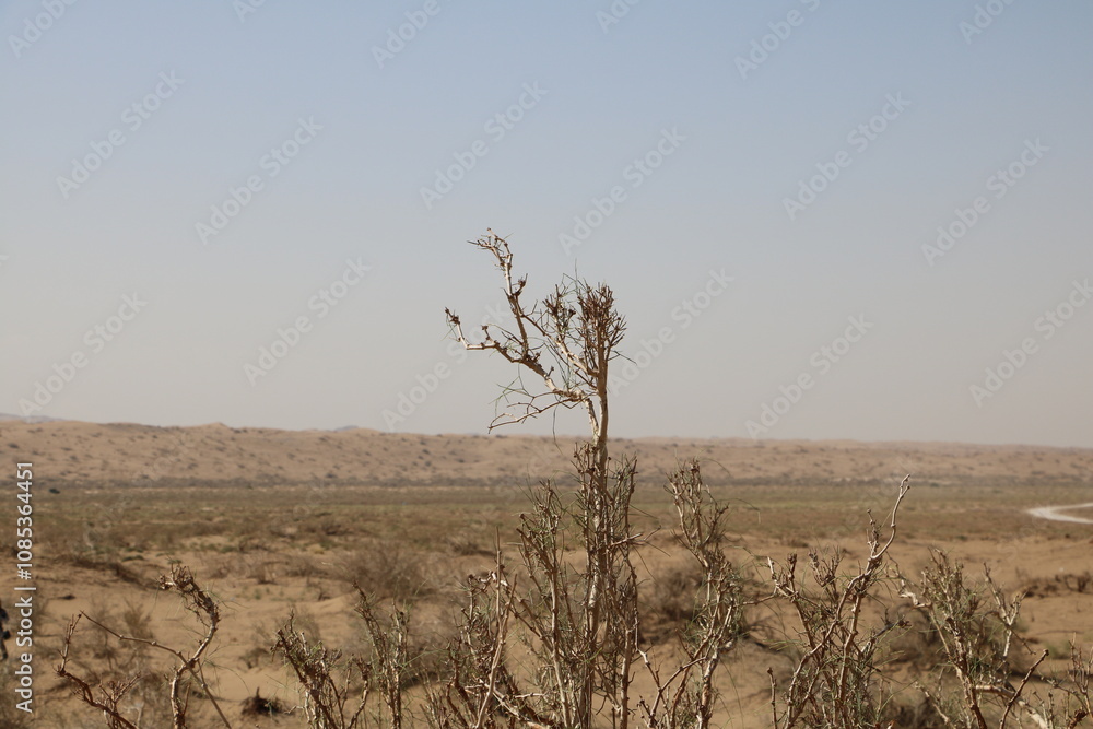 Obraz premium Lone tree standing in the desert, surrounded by endless sand.