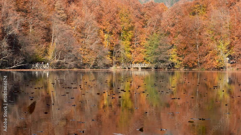 Autumn leaves falling into the lake, magnificent autumn view, bolu Yedigöller National Park