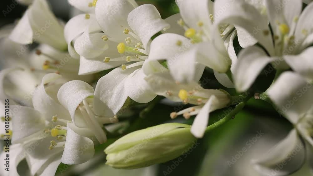 jasmine flowers on the tree jasmine flowers on the tree