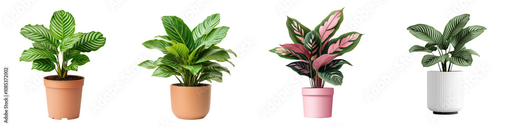 Lush Calathea Plant in Pot on White Background Lush Calathea Plant in Pot on White Background
