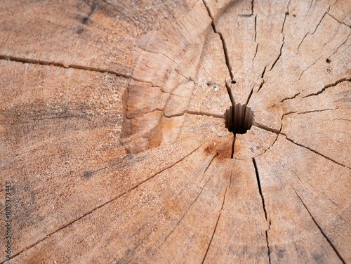 Exploring the beauty of wood grain patterns natural environment close-up photography rustic setting artistic perspective nature's design photo