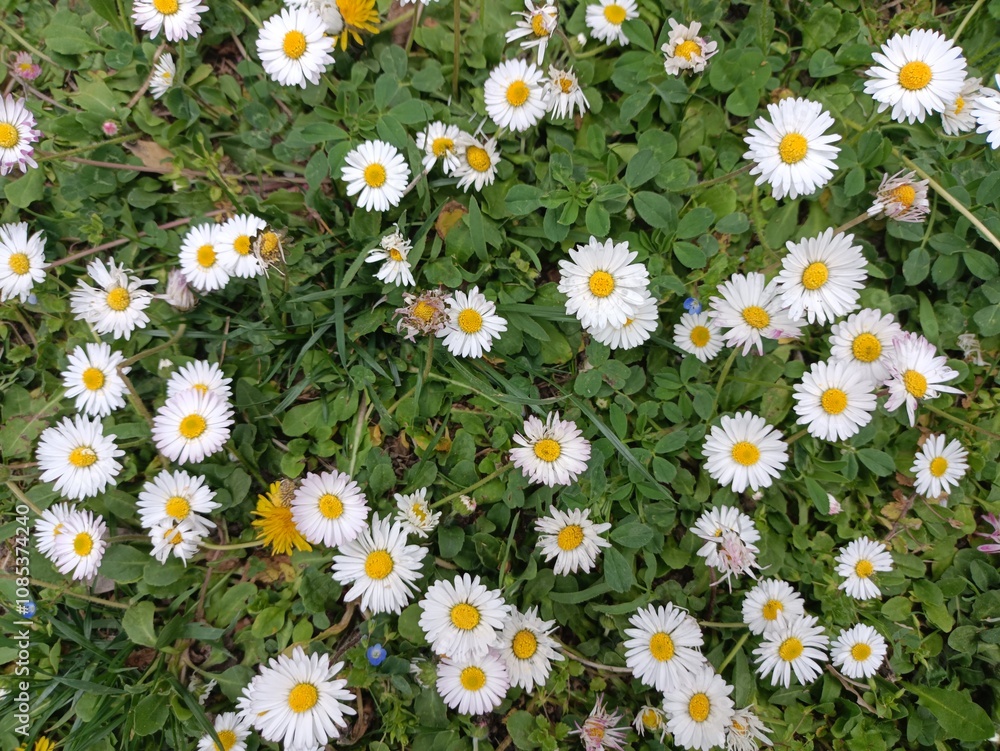 Fototapeta premium field of daisies