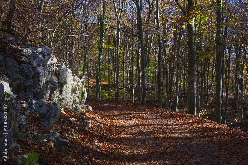 Fototapeta premium Autunno in Cansiglio, una piana tra Veneto e Friuli