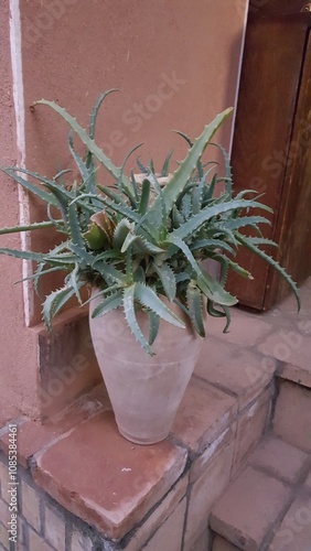 Potted plant placed against traditional red brick walls in an outdoor setting, adding a touch of nature to the cultural architecture. photo