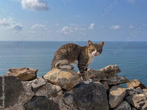 A striped cat with a white breast poses on a rock photo