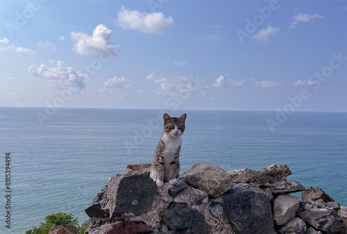Photography A striped cat with a white breast poses on a rock