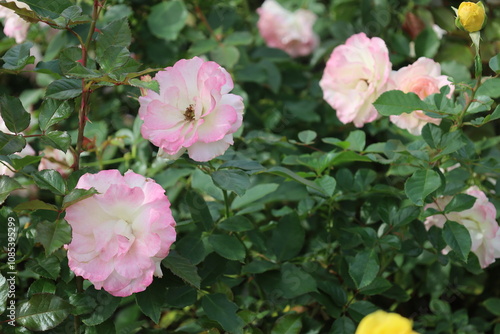 pink and white rose