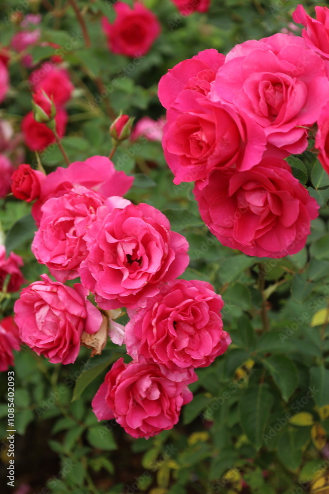 pink roses in a garden pink roses in a garden