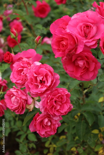 pink roses in a garden