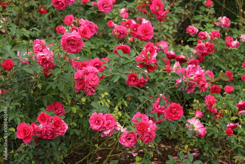 red roses