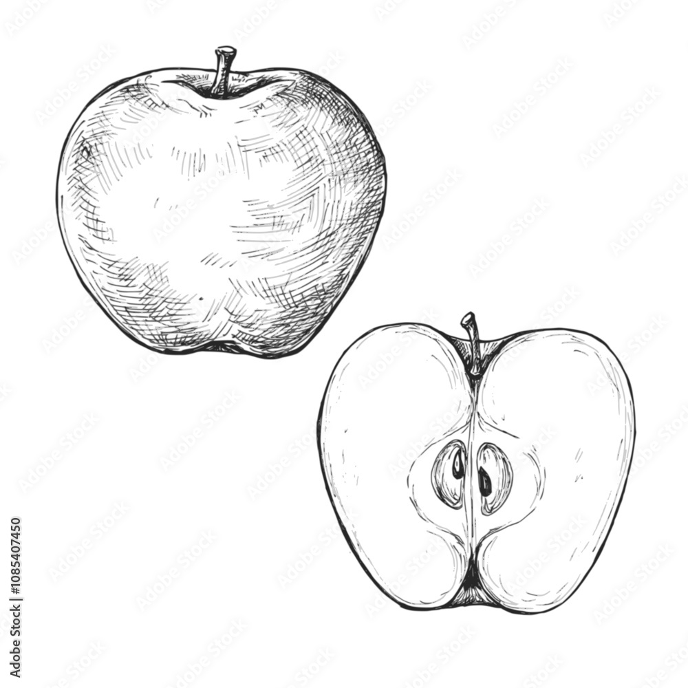 Sketch ink graphic apple illustration, draft silhouette drawing, black on white line art. Botanical vintage etching food design.