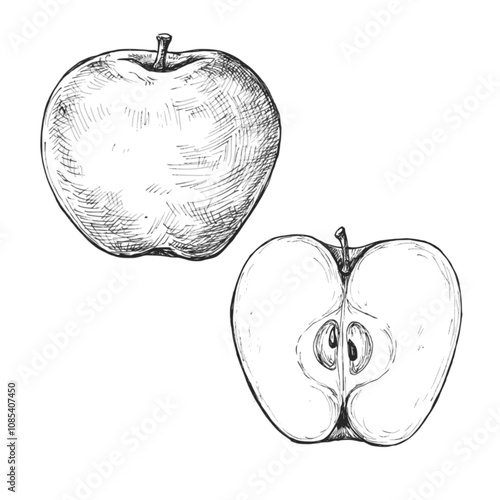Obraz na płótnie Sketch ink graphic apple illustration, draft silhouette drawing, black on white line art. Botanical vintage etching food design. w salonie