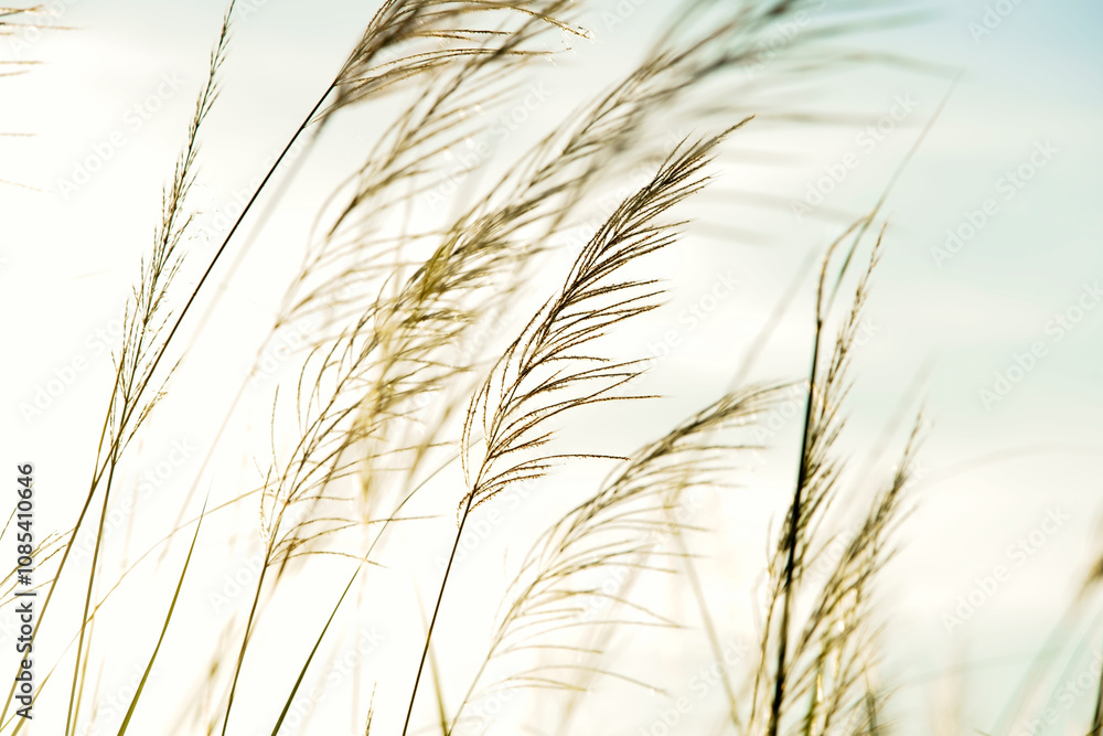 Delicate Grasses Swaying in the Gentle Breeze Against a Soft Pastel Sky During a Calm and Serene Sunrise, Capturing Nature's Tranquility and Beauty Delicate Grasses Swaying in the Gentle Breeze Against a Soft Pastel Sky During a Calm and Serene Sunrise, Capturing Nature's Tranquility and Beauty
