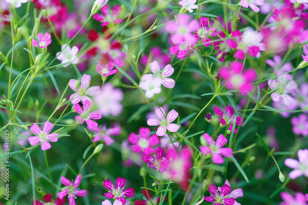 Vibrant Field of Delicate Pink and White Flowers Swaying Gently in Soft Natural Light Creating a Beautiful Springtime Scene in a Lush Garden Environment Vibrant Field of Delicate Pink and White Flowers Swaying Gently in Soft Natural Light Creating a Beautiful Springtime Scene in a Lush Garden Environment