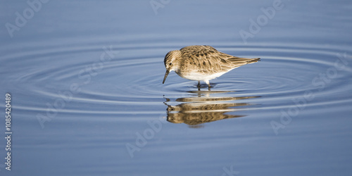 Baird's Sandpiper (Calidris bairdii), Scolopacidae Family, Laguna de Chaxa, Atacama desert, Antofagasta region, Chile