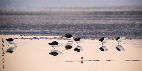 Photos Andean Avocet (Recurvirostra andina), Laguna de Chaxa, Atacama desert, Antofagas