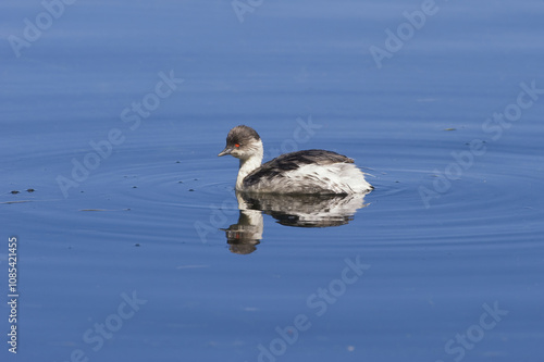 Silvery Grebe (Podiceps occipitalis), Lauca National Park, Arica and Parinacote Region, Chile photo