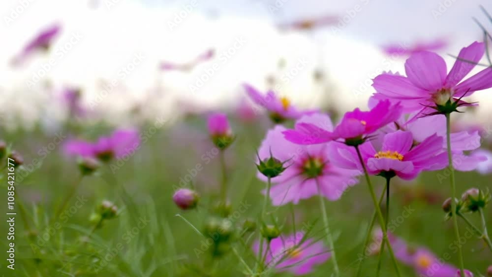 風に揺れる夕景のコスモスの花畑（ズームアウト）