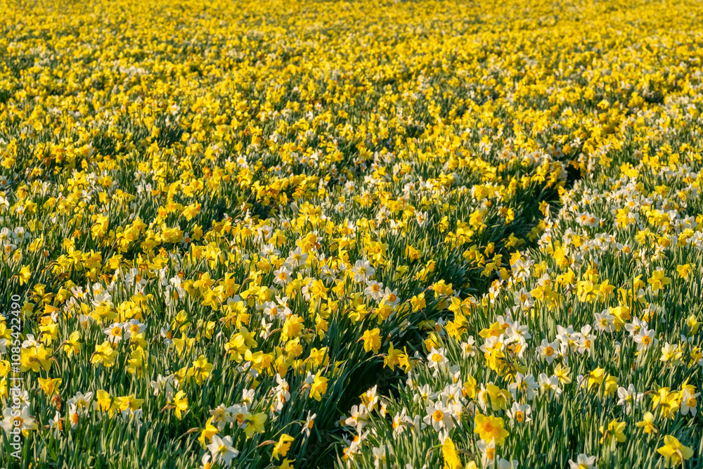 Beautiful field of daffodil flowers in full bloom Beautiful field of daffodil flowers in full bloom