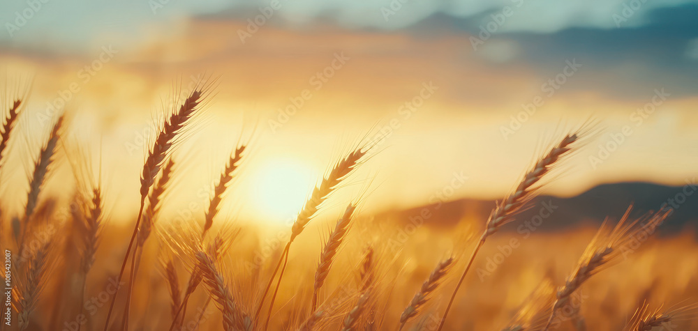 Golden wheat field swaying in breeze at sunset, creating serene atmosphere. Environmental Protection Policy concept Golden wheat field swaying in breeze at sunset, creating serene atmosphere. Environmental Protection Policy concept