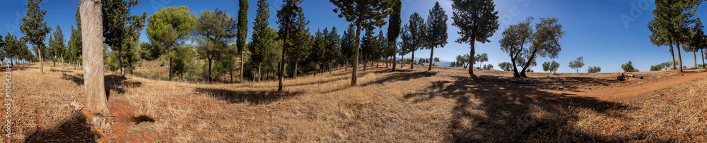 A Serene Forest Landscape featuring Tall Trees and Expansive Clear Blue Skies above A Serene Forest Landscape featuring Tall Trees and Expansive Clear Blue Skies above