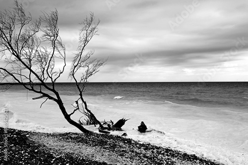 dramatic landscape with dead dry tree on the sea shore and cloudy sky concept of dire omen photo