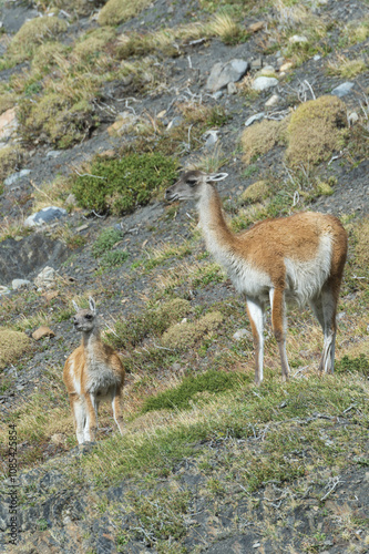 Adult Guanaco (Lama guanicoe) with its young, Torres del Paine National Park, Chilean Patagonia, Chile