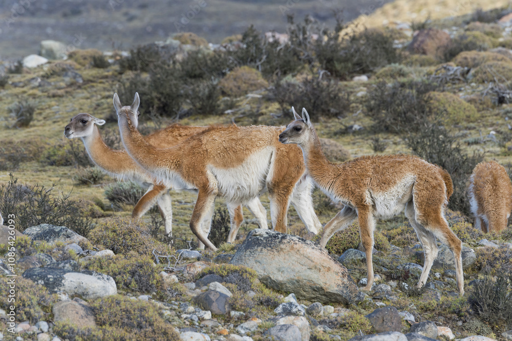 Group of Guanacos (Lama guanicoe) in the steppe, Torres del Paine National Park, Chilean Patagonia, Chile Group of Guanacos (Lama guanicoe) in the steppe, Torres del Paine National Park, Chilean Patagonia, Chile