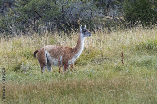 Guanaco (Lama guanicoe) in the steppe, Torres del Paine National Park, Chilean Patagonia, Chile