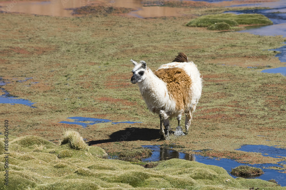 Naklejka premium Llama (Lama glama), Camelidae family, Atacama Desert, Antofagasto region, Chile