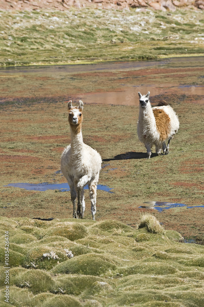 Naklejka premium Llamas (Lama glama), Camelidae family, Atacama Desert, Antofagasto region, Chile