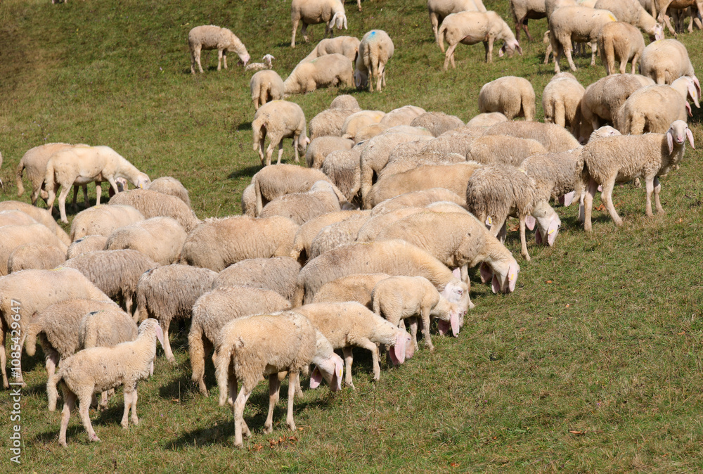 flock with white sheep grazing in the middle of the green meadow on the hill flock with white sheep grazing in the middle of the green meadow on the hill