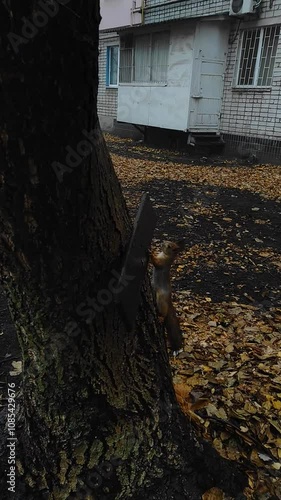 Squrriel climbing on trees in the autumn with old and trees with no leaves.Animal in the park.Squrriel on tree photo